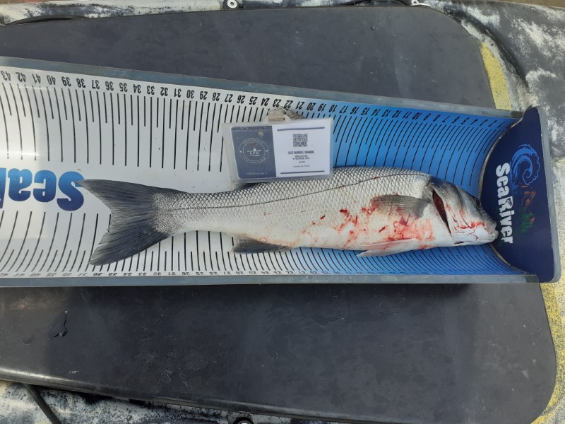 Fish Measure Picture